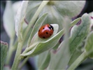 Ladybird